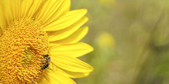 afr-img-projekte-bienenweite_sonnenblume