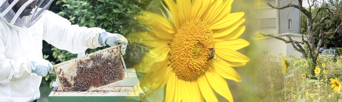 afr-img-projekte-bienenweite-header