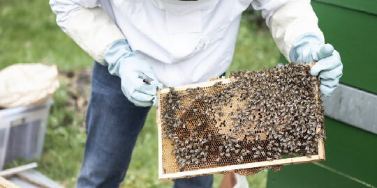 afr-img-projekte-bienenweite_erntezeit