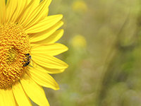 Sonnenblume-mit-Biene.jpg